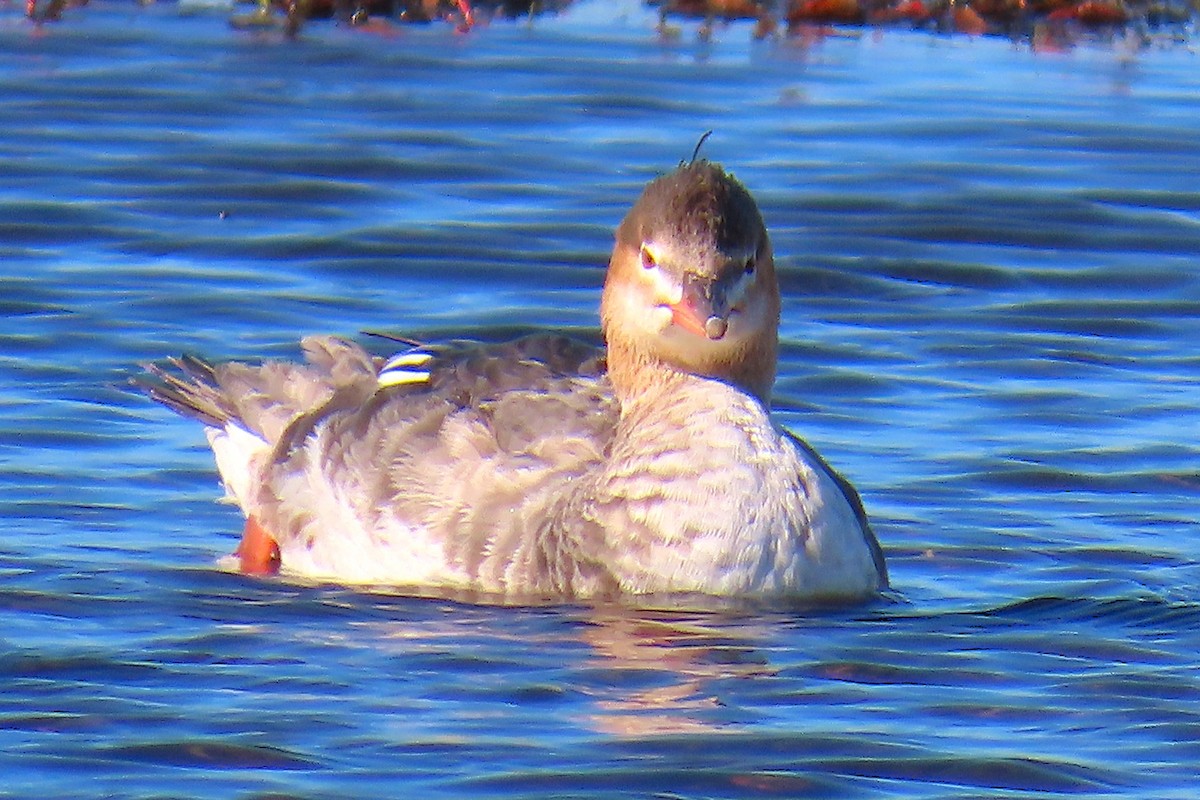 Mittelsäger - ML646861367