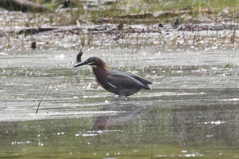 Yeşil Balıkçıl - ML646861368