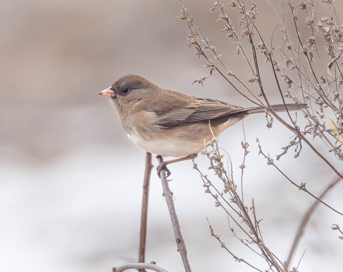 Dark-eyed Junco - ML646861372