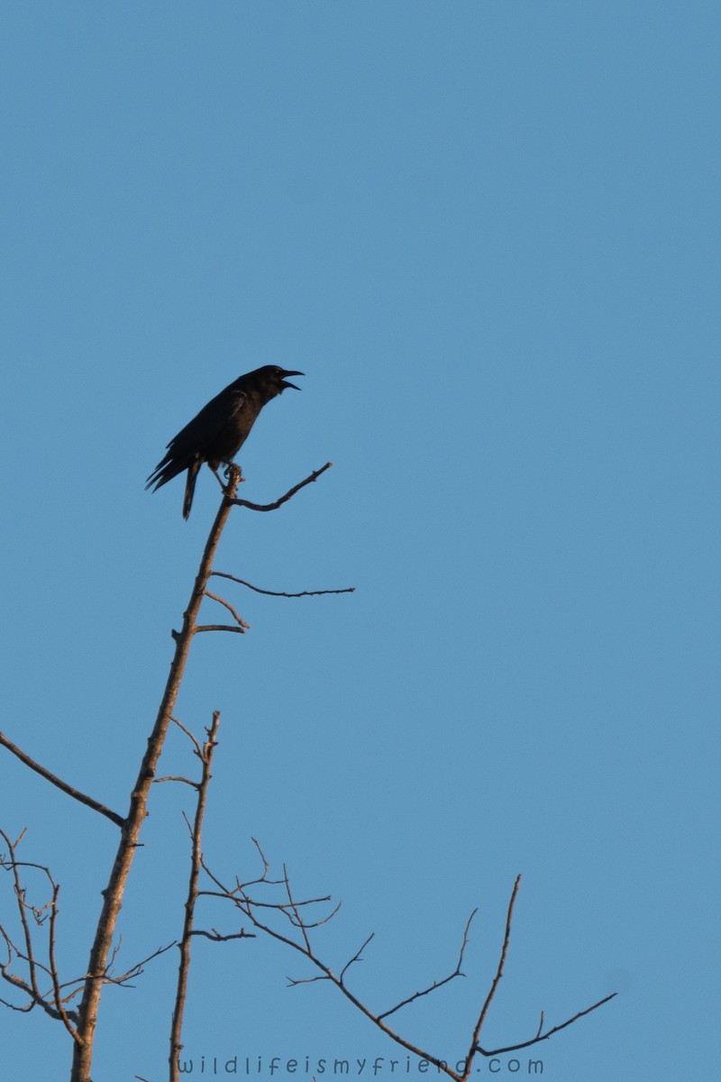 American Crow - ML646861374
