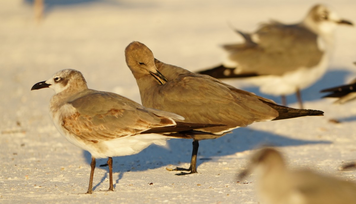 Ацтекская чайка - ML646861375