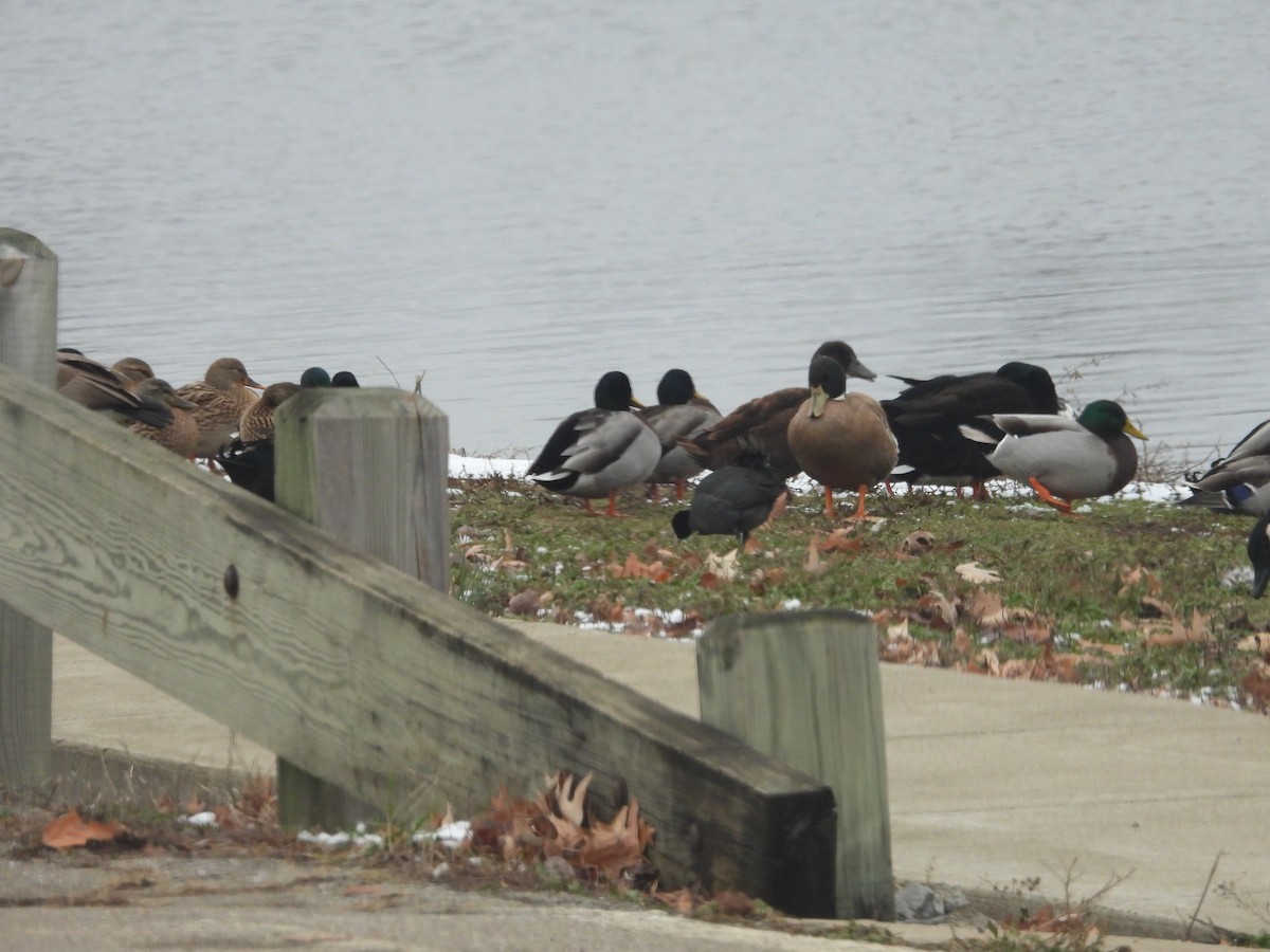 Stockente - ML646861377