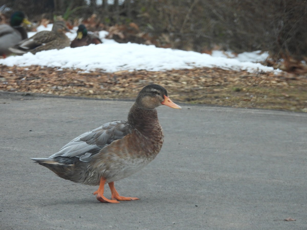 Stockente - ML646861378