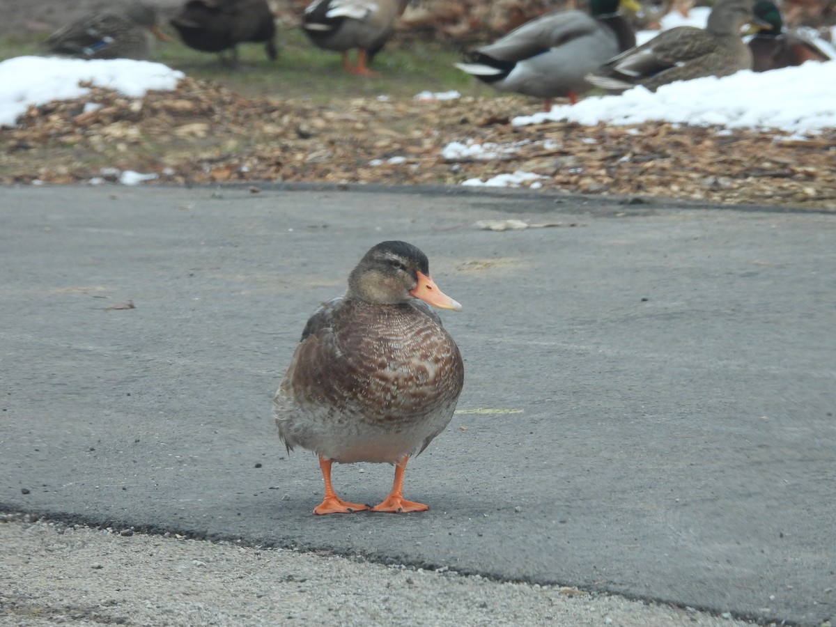 Stockente - ML646861379