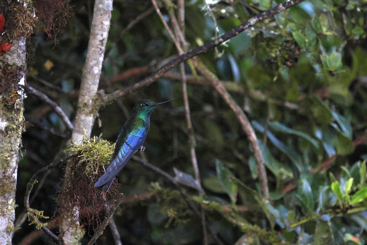 Great Sapphirewing - ML646861381