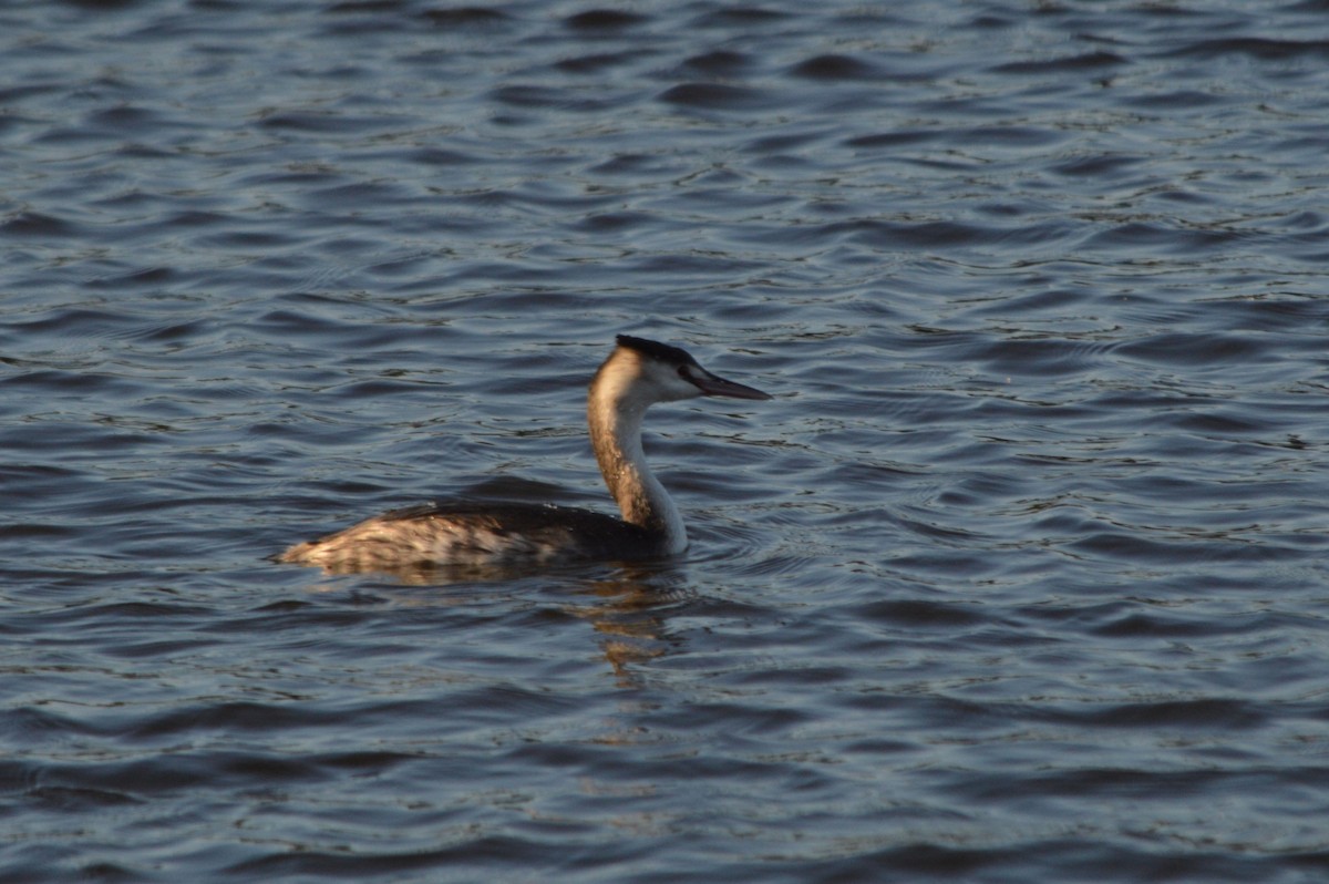 Svasso maggiore - ML646861382