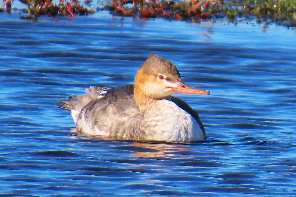 Mittelsäger - ML646861389