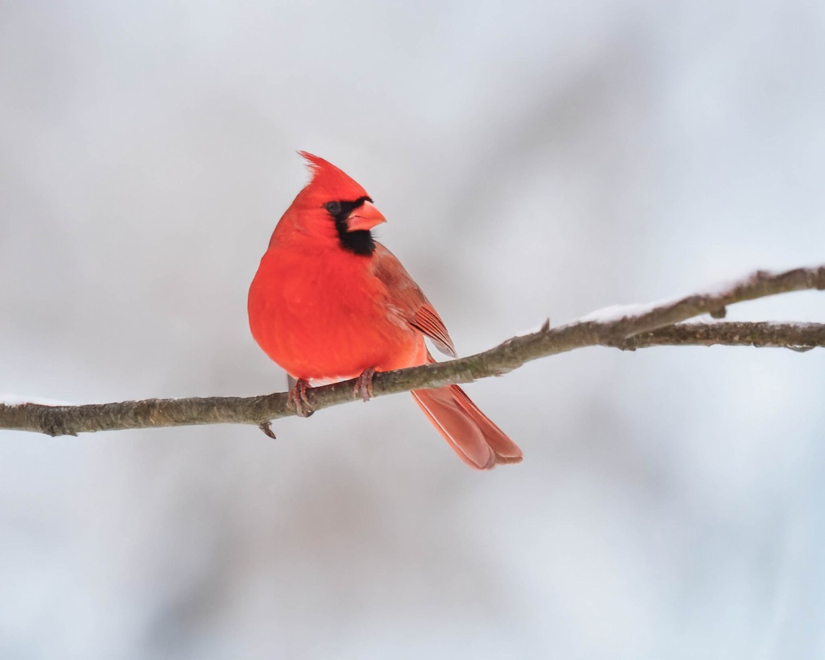 Northern Cardinal - ML646861395