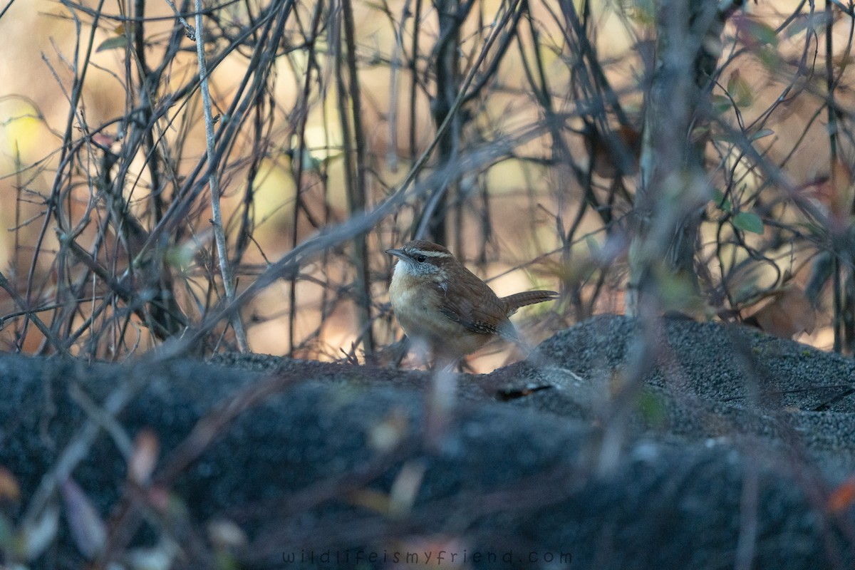 Carolinazaunkönig - ML646861397