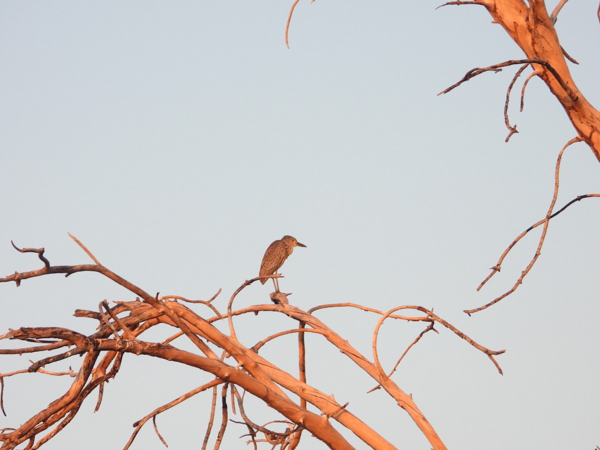 Sarı Tepeli Gece Balıkçılı - ML646861398