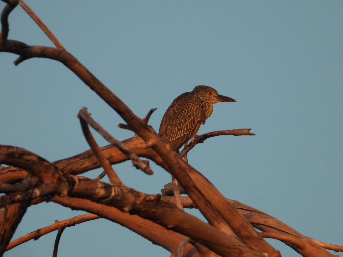 Sarı Tepeli Gece Balıkçılı - ML646861399