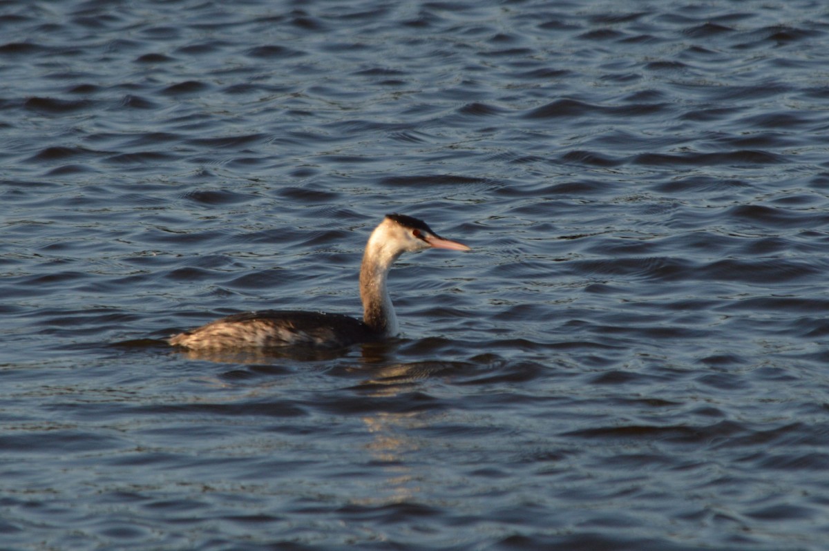 Svasso maggiore - ML646861400