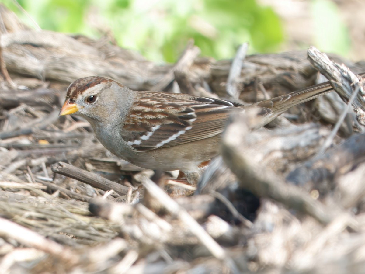 White-crowned Sparrow - ML646861401