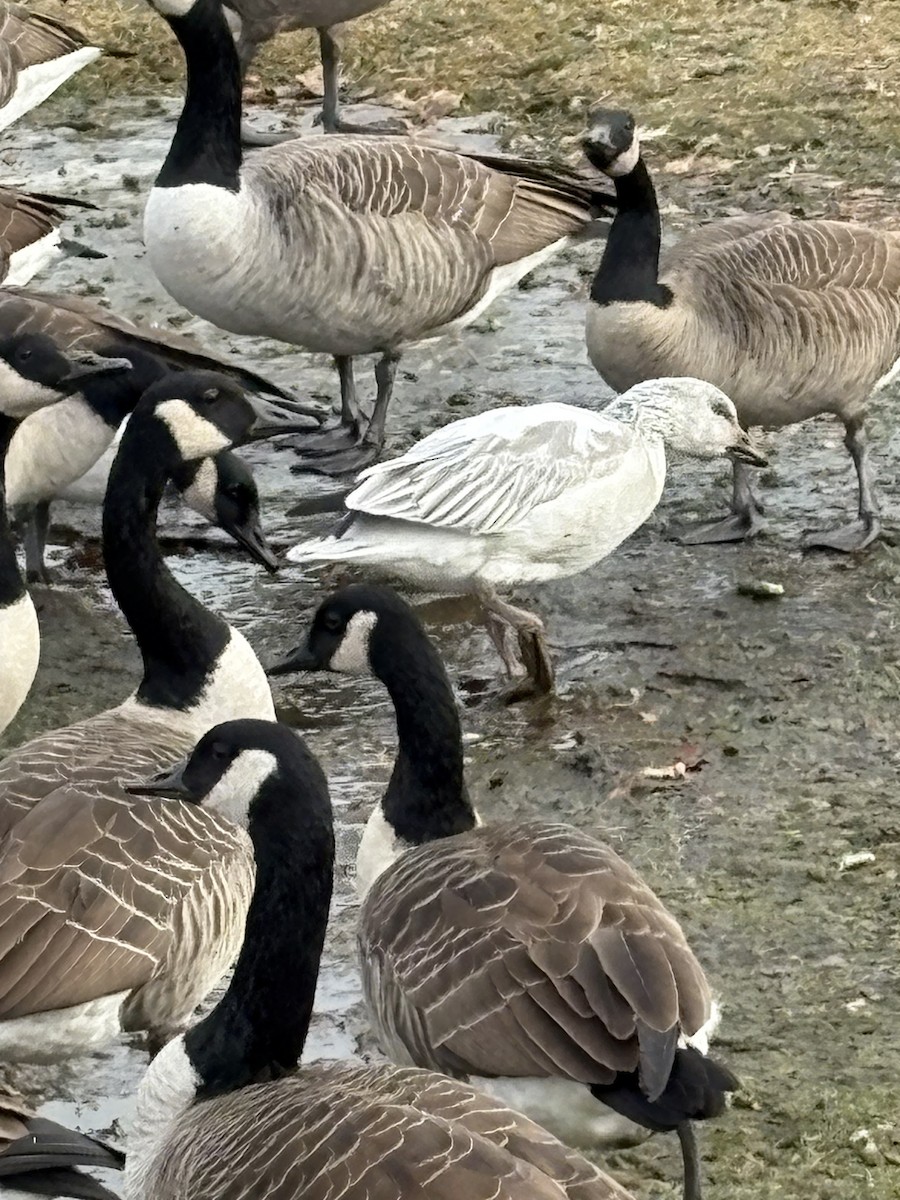 ハクガン - ML646861403