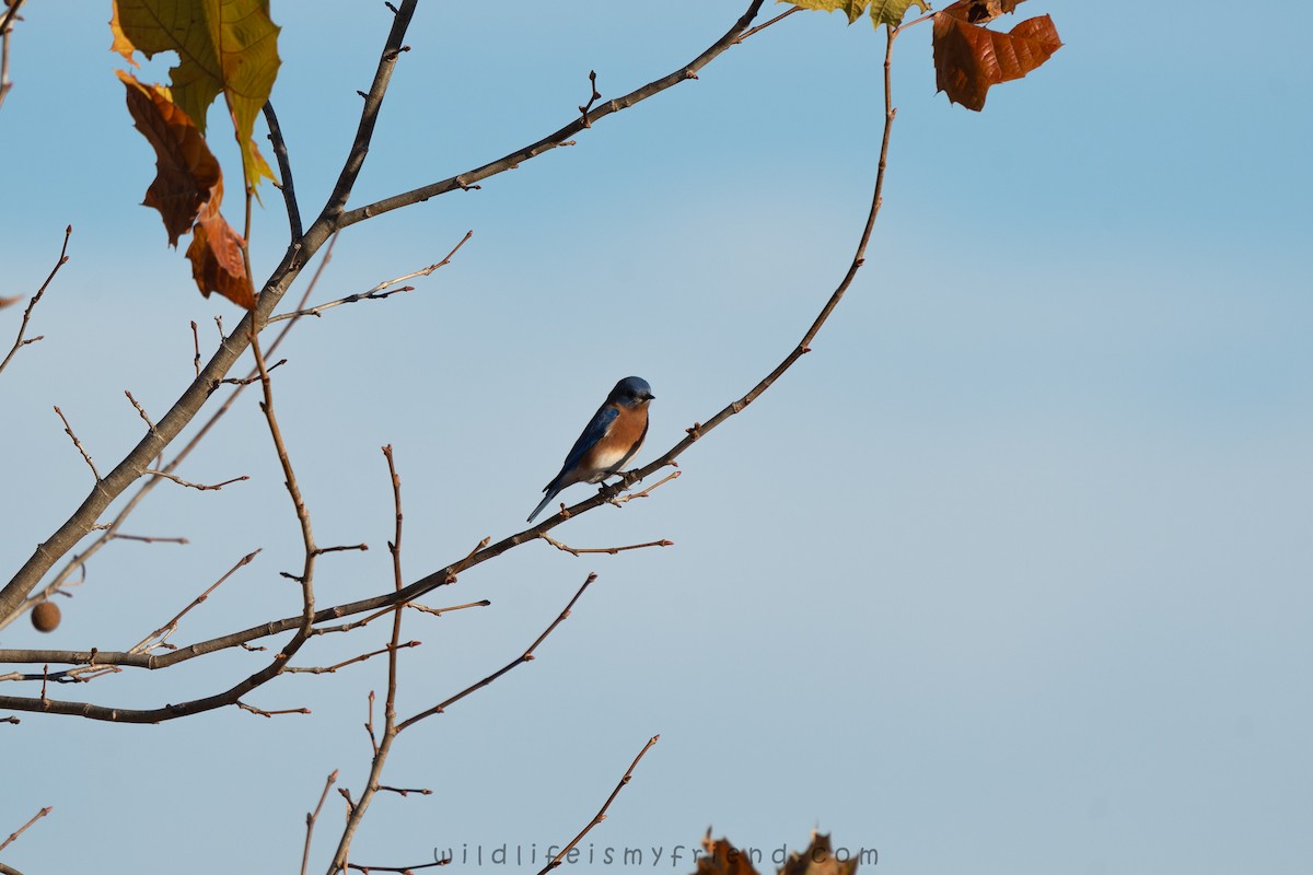 Azulejo Oriental - ML646861404