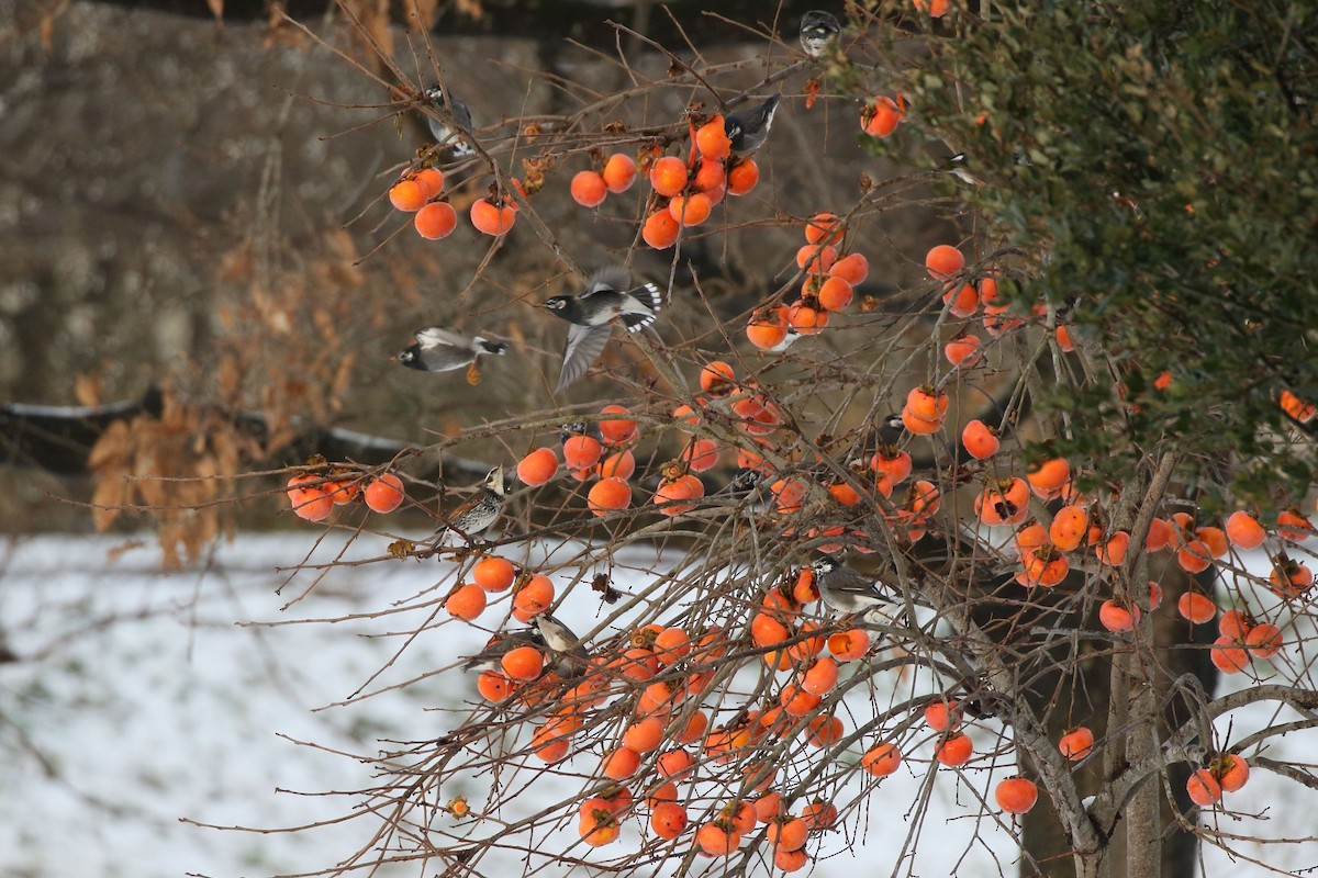 קיכלי חום-כנף - ML646861406