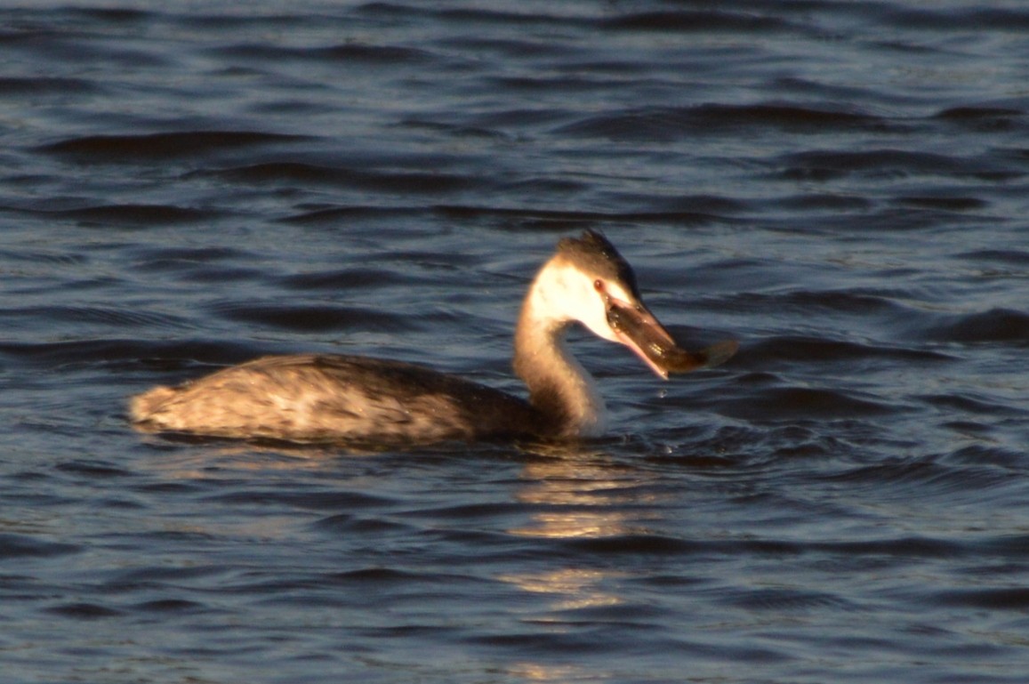 Svasso maggiore - ML646861409