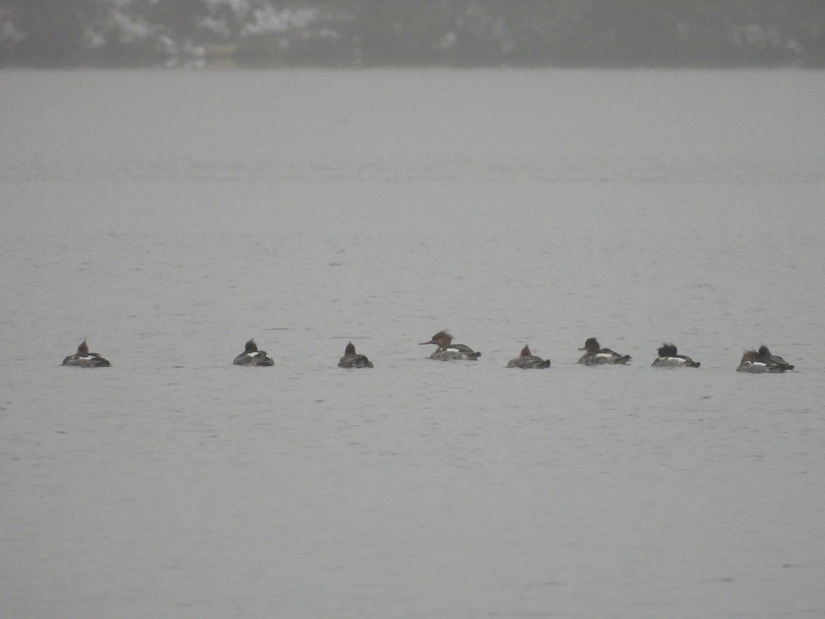 Mittelsäger - ML646861411