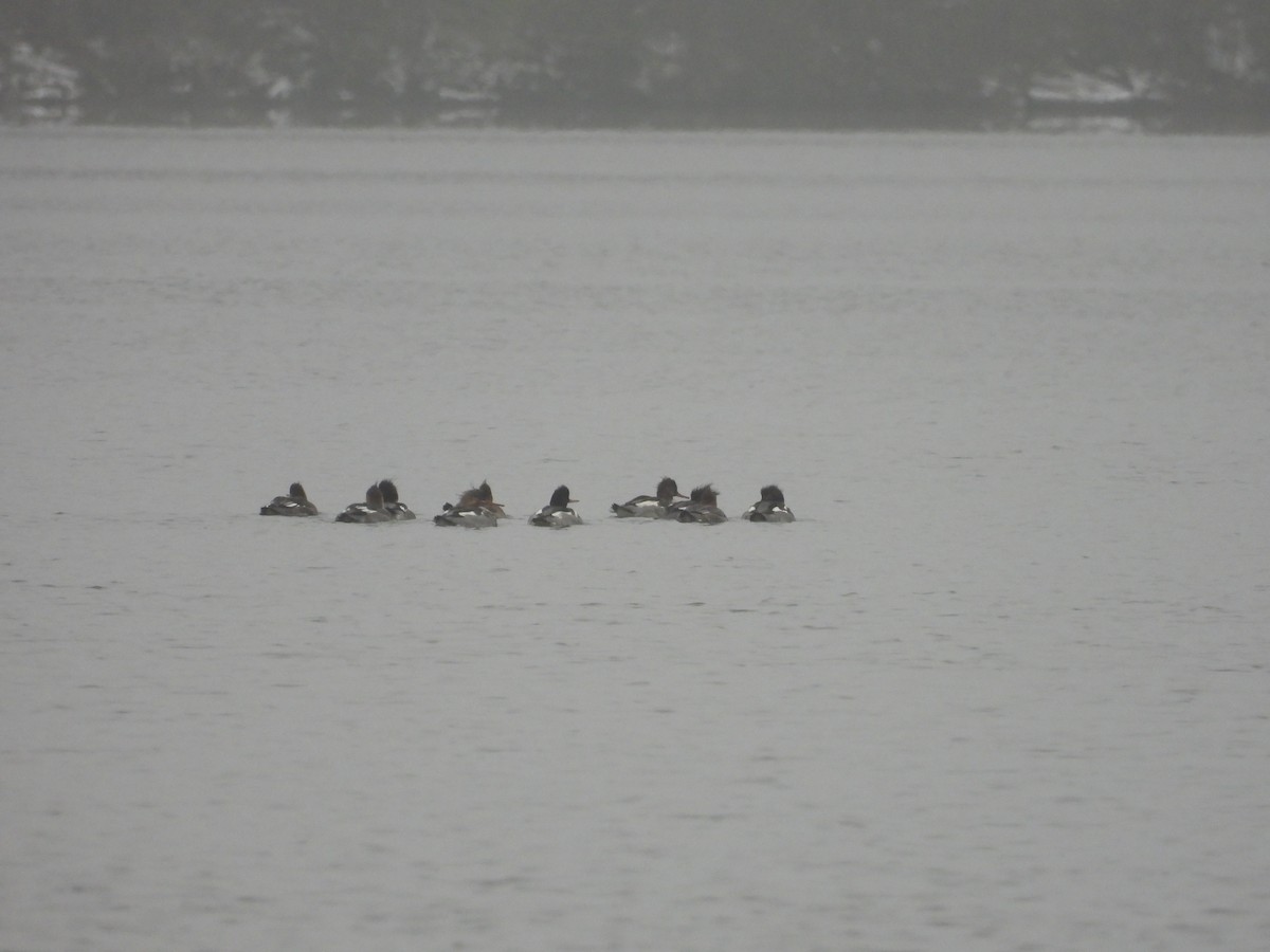 Mittelsäger - ML646861412