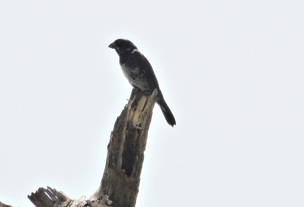 Variable Seedeater - ML646861413