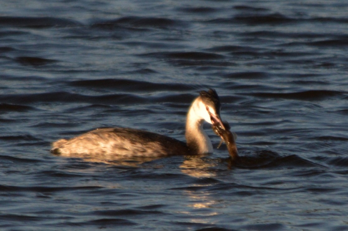 Svasso maggiore - ML646861415