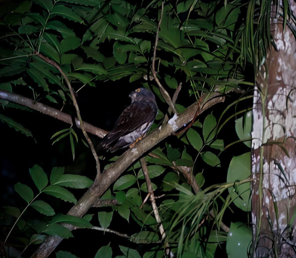 Chocolate Boobook - ML646861418