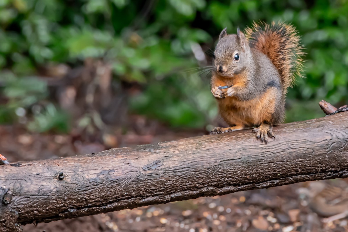 Douglas' Squirrel - ML646861427