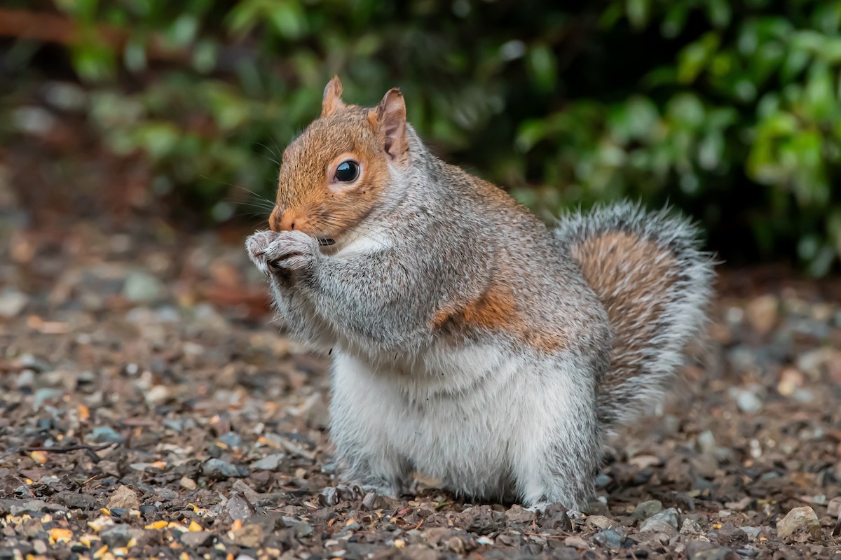 Eastern Gray Squirrel - ML646861428