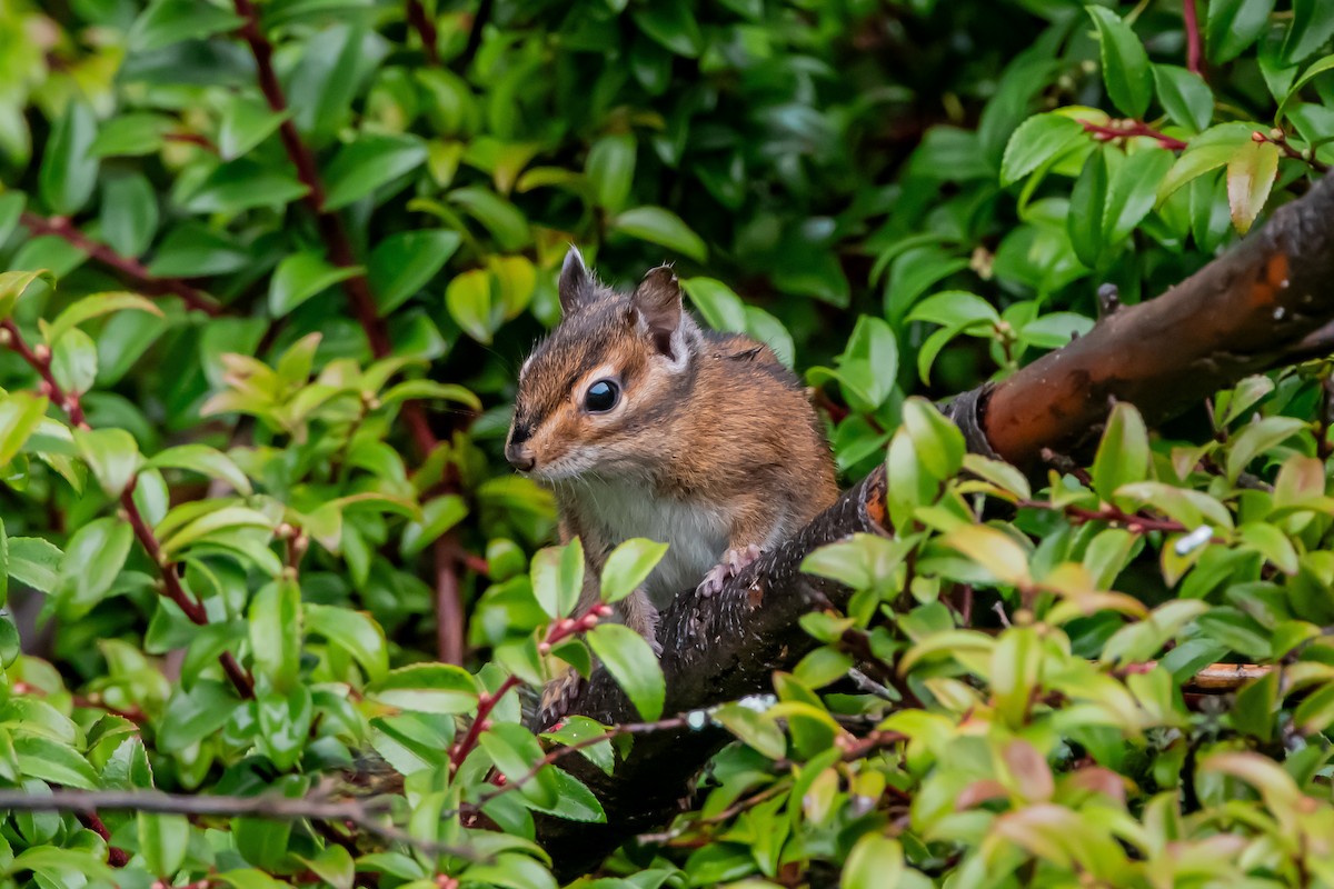 Townsend's Chipmunk - ML646861429