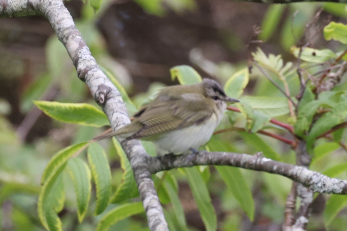 Красноглазый виреон - ML646861432