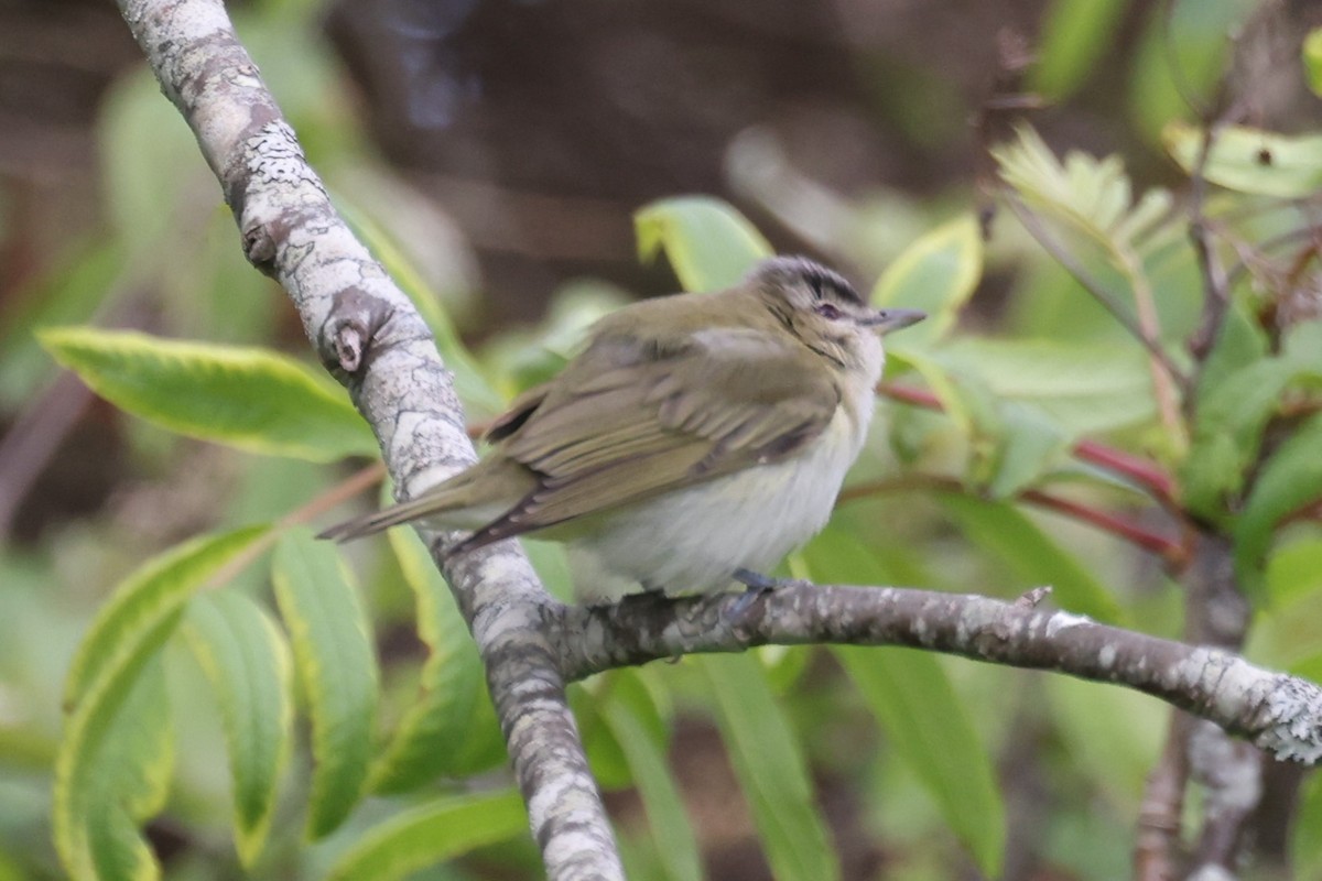 Красноглазый виреон - ML646861433