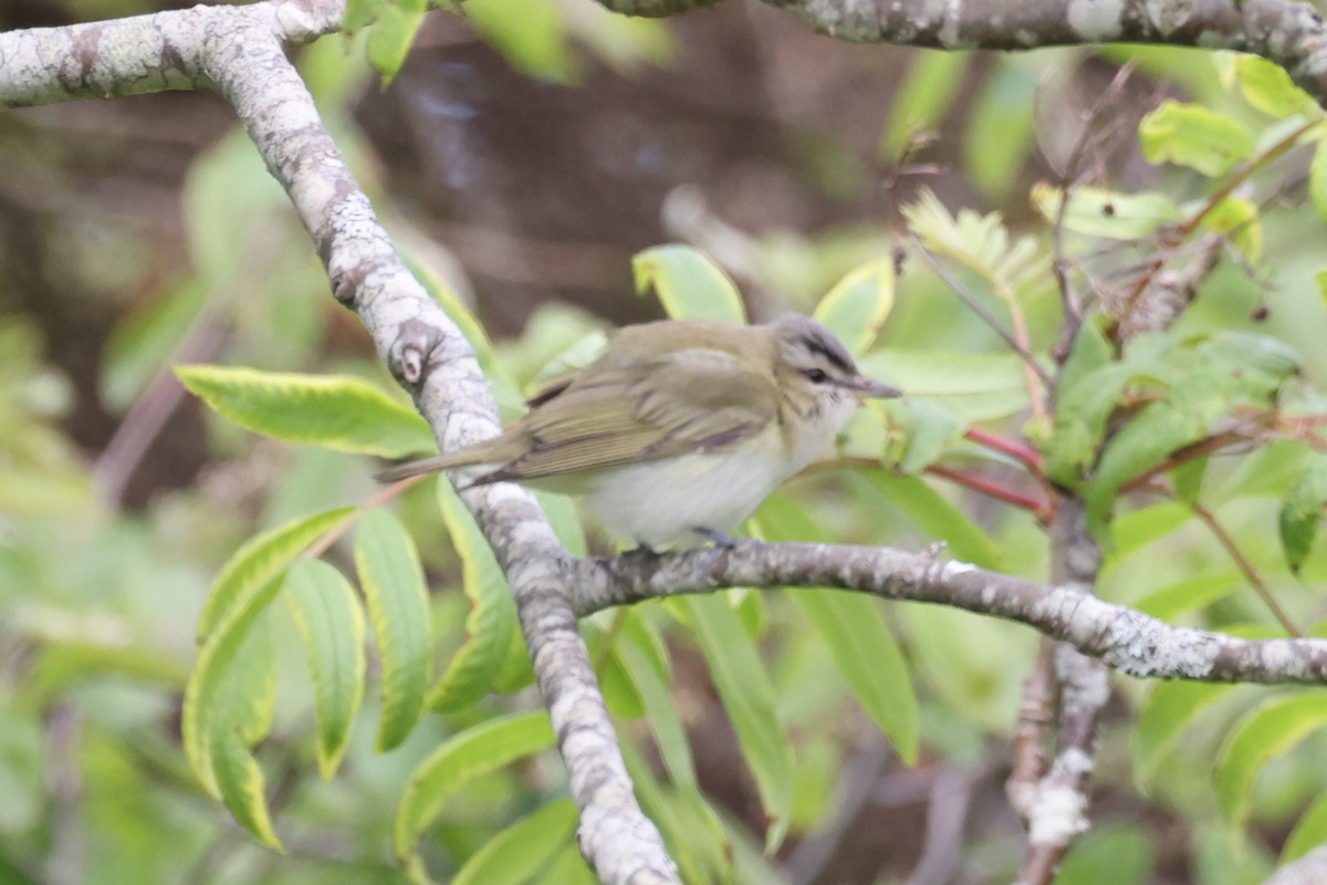 Красноглазый виреон - ML646861434