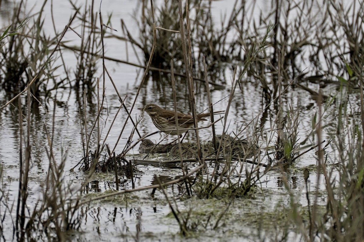 Щеврик гірський - ML646861435