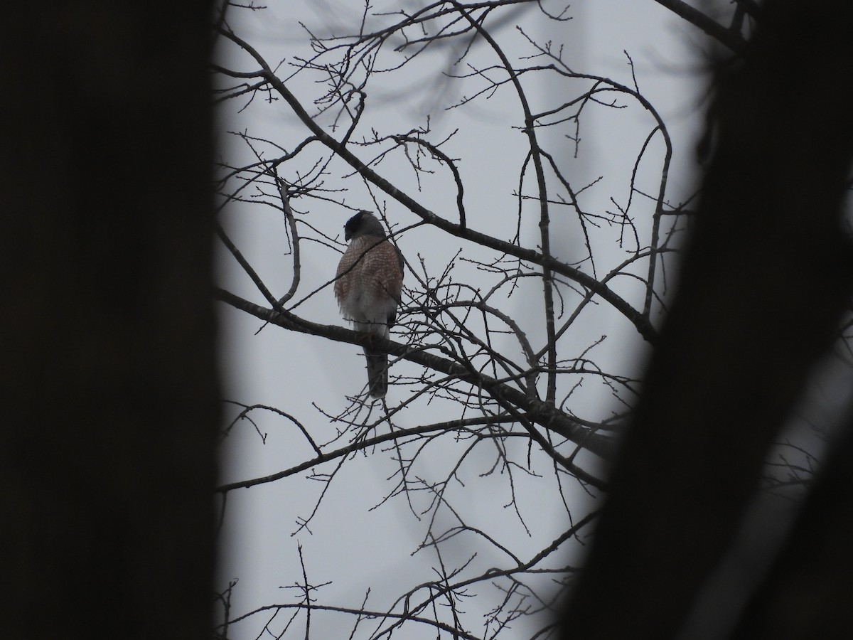 Cooper's Hawk - ML646861436