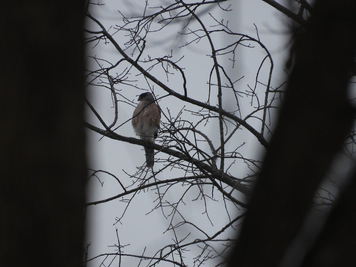 Cooper's Hawk - ML646861437