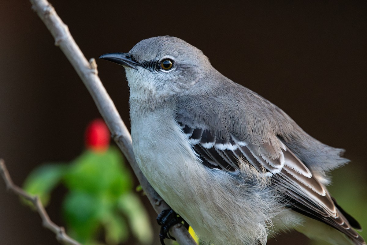 Northern Mockingbird - ML646861438