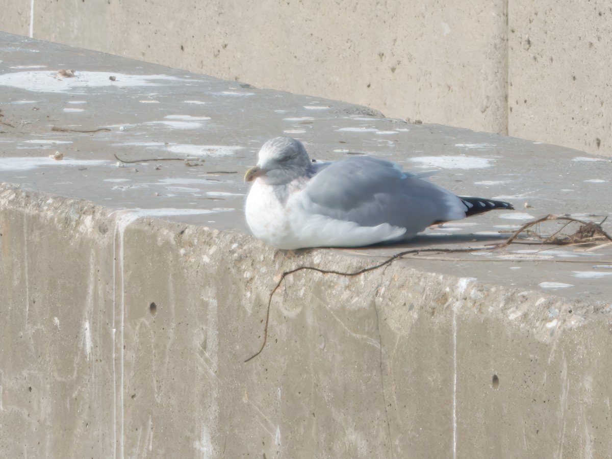 American Herring Gull - ML646861440