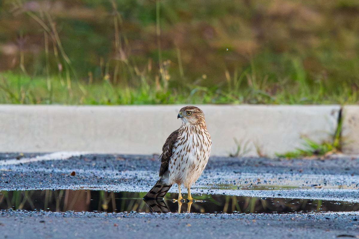 Cooper's Hawk - ML646861441