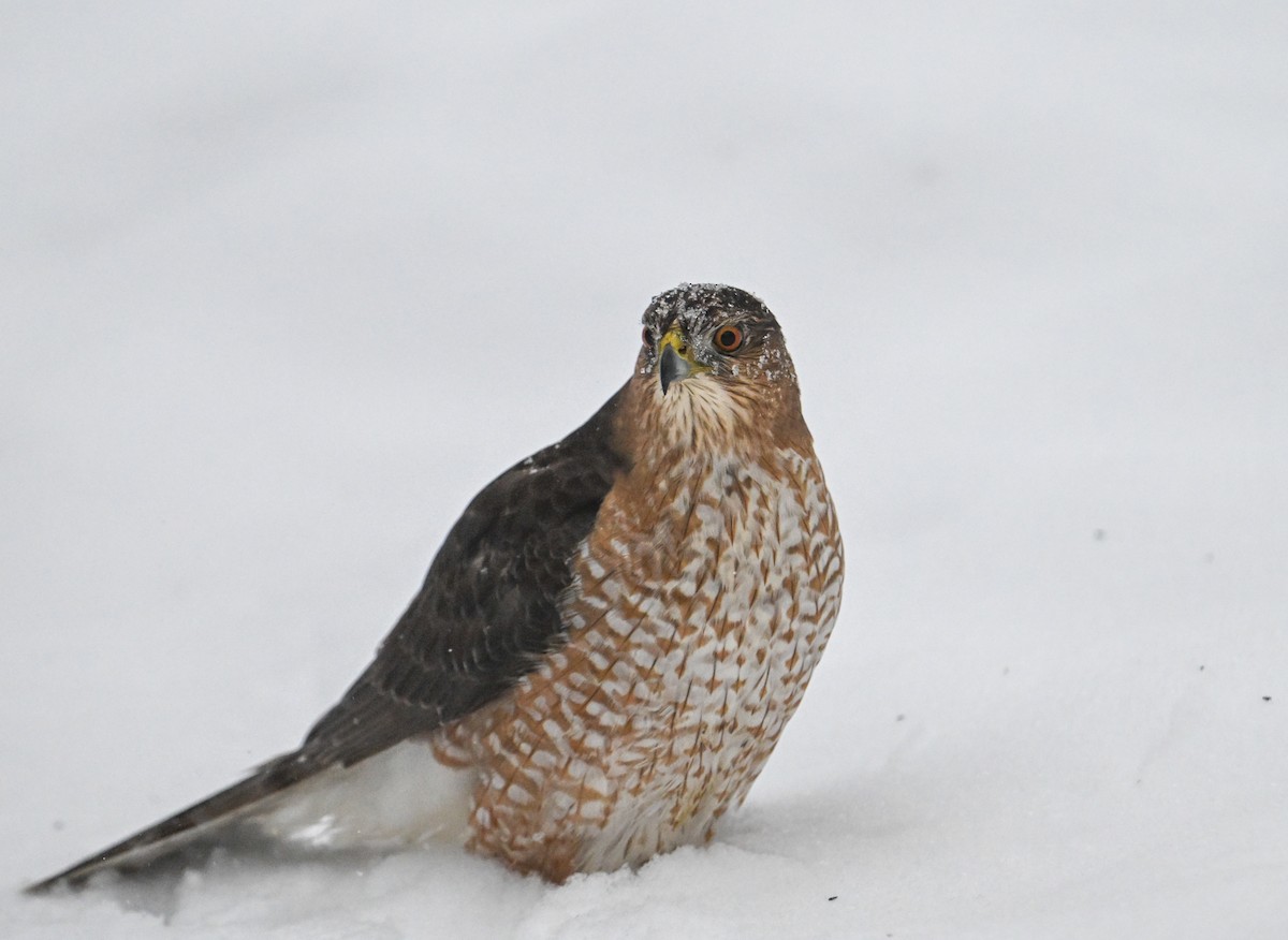 Cooper's Hawk - ML646861443