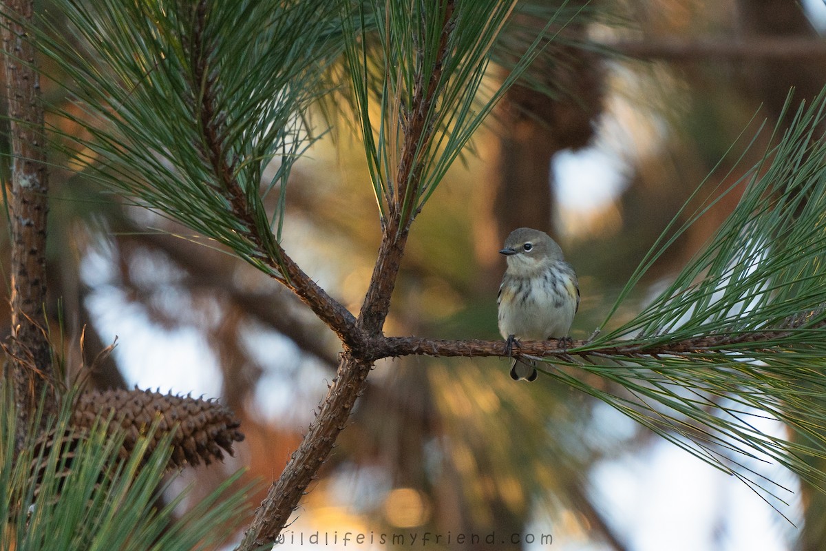 Taçlı Ötleğen - ML646861444