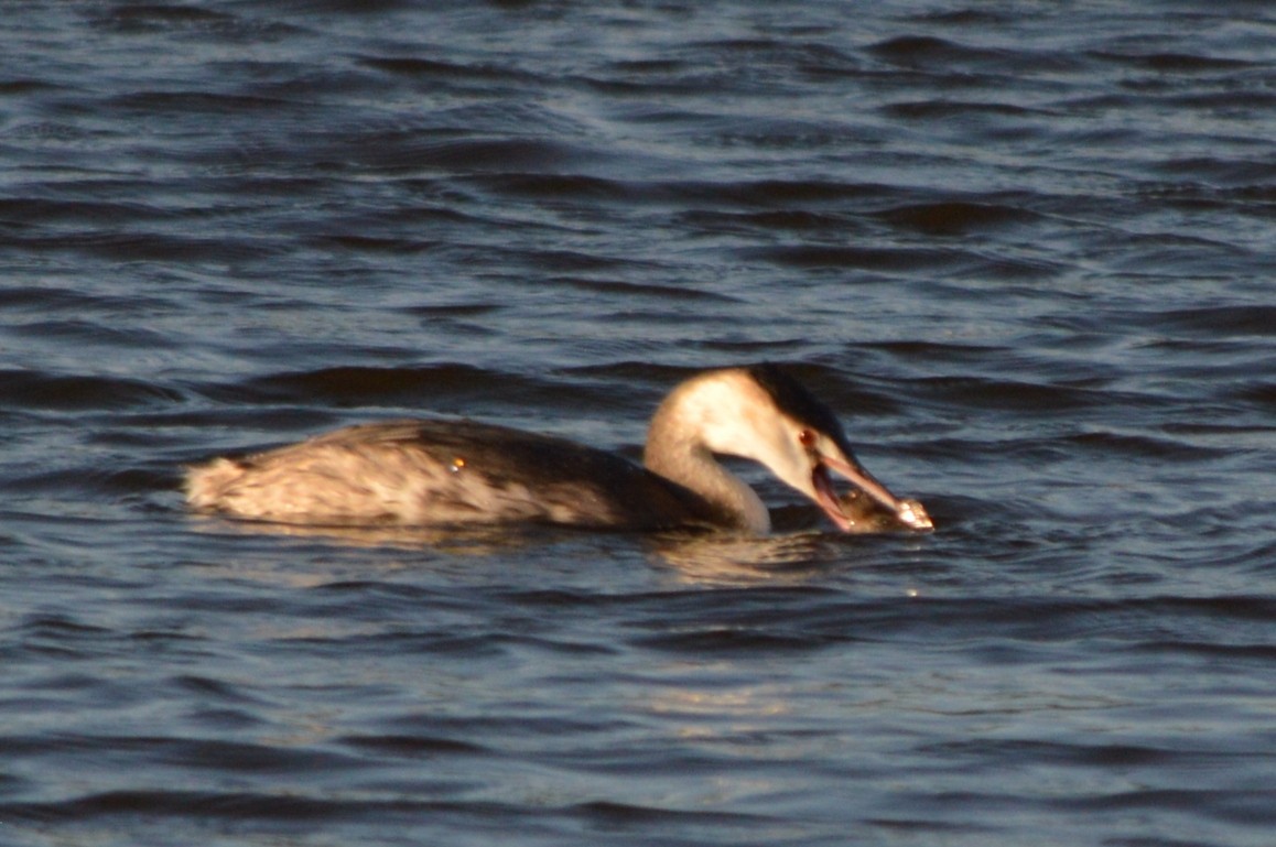 Svasso maggiore - ML646861447