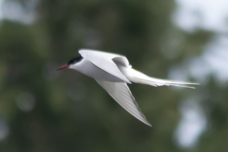 キョクアジサシ - ML646861448