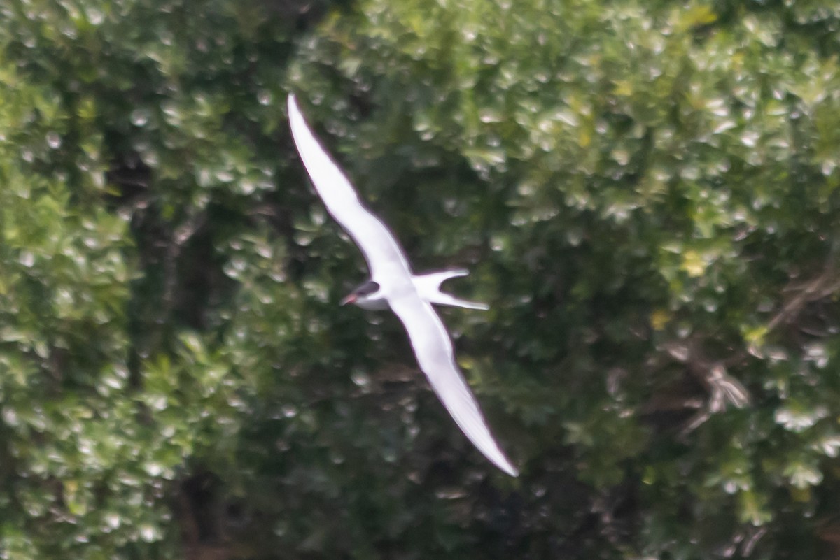 キョクアジサシ - ML646861449