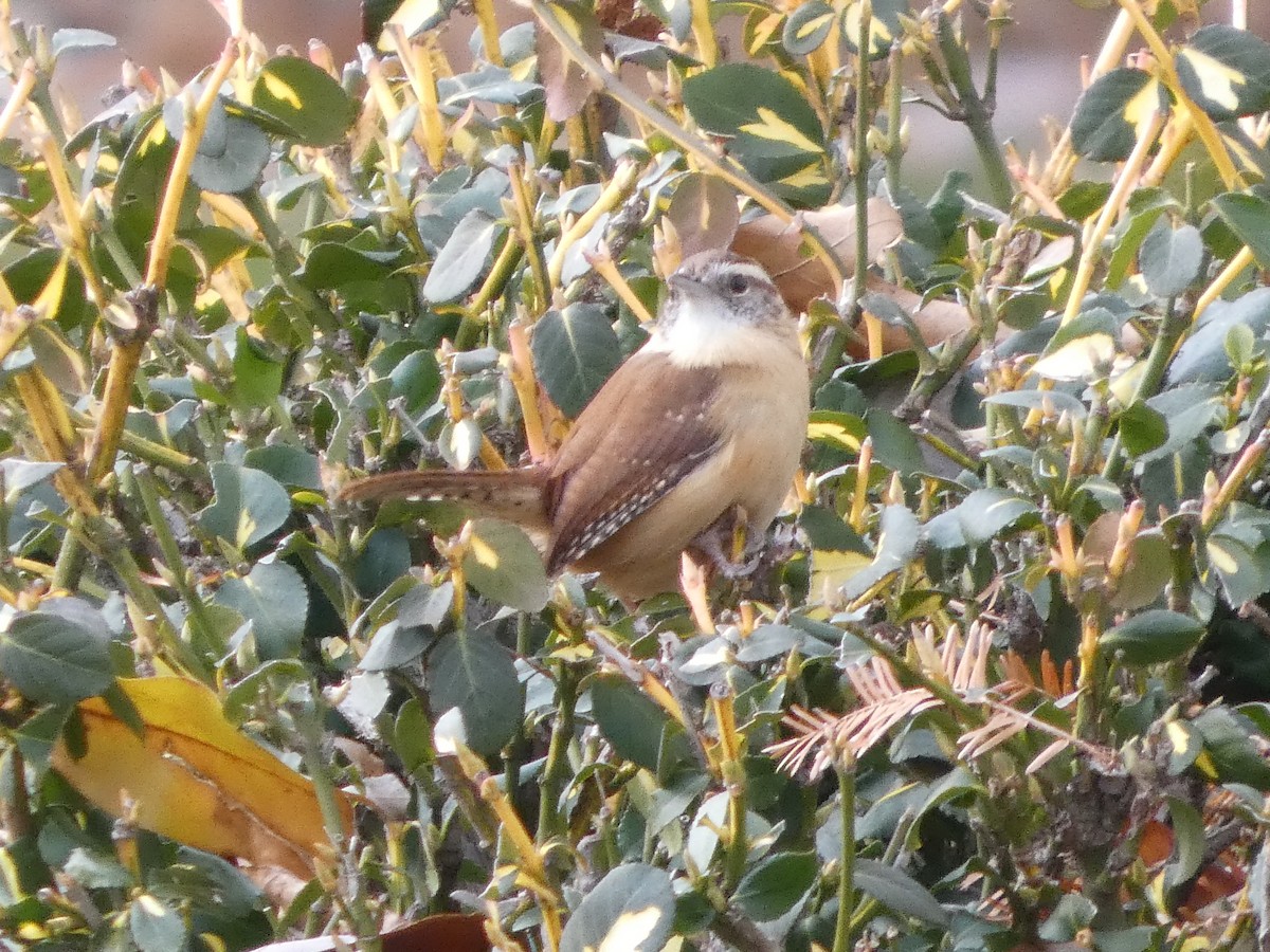 Carolina Wren - ML646861450