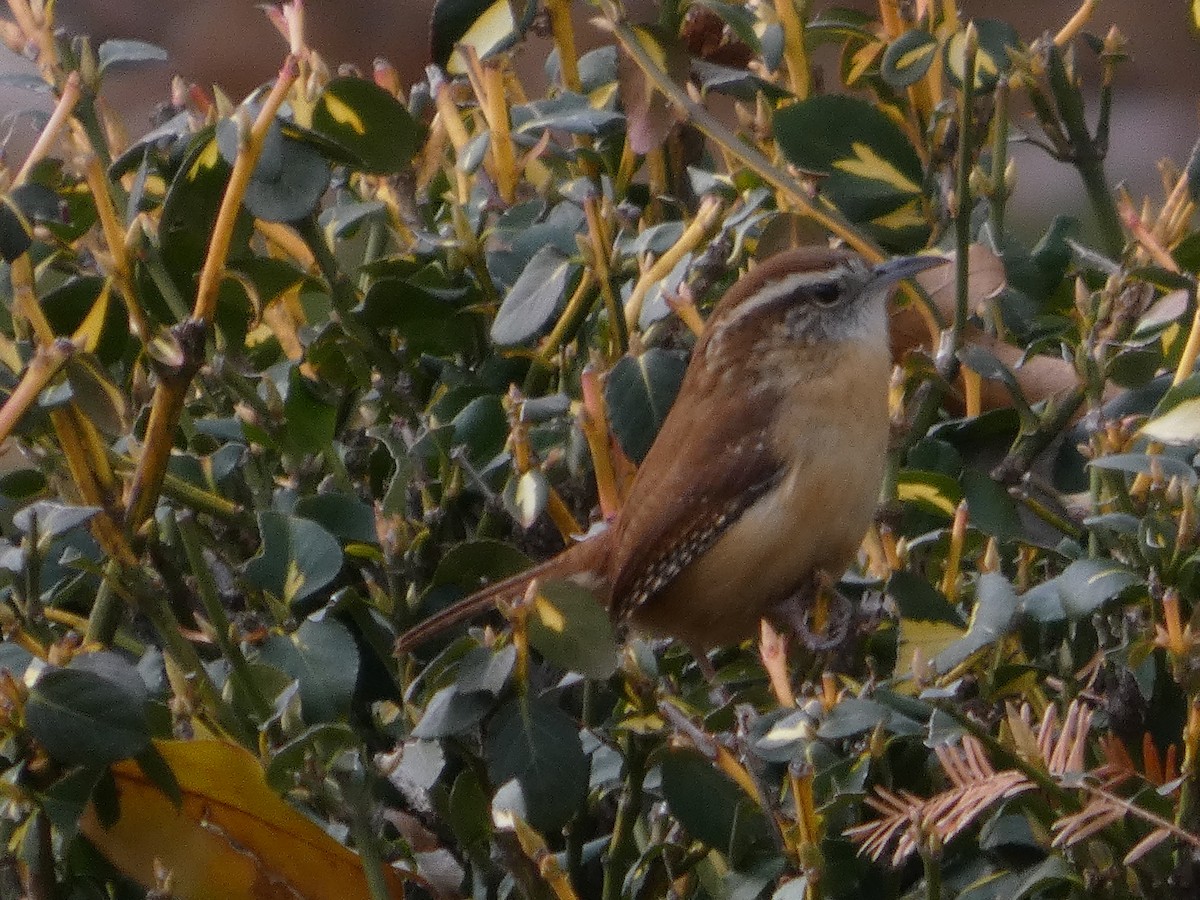 Carolina Wren - ML646861456