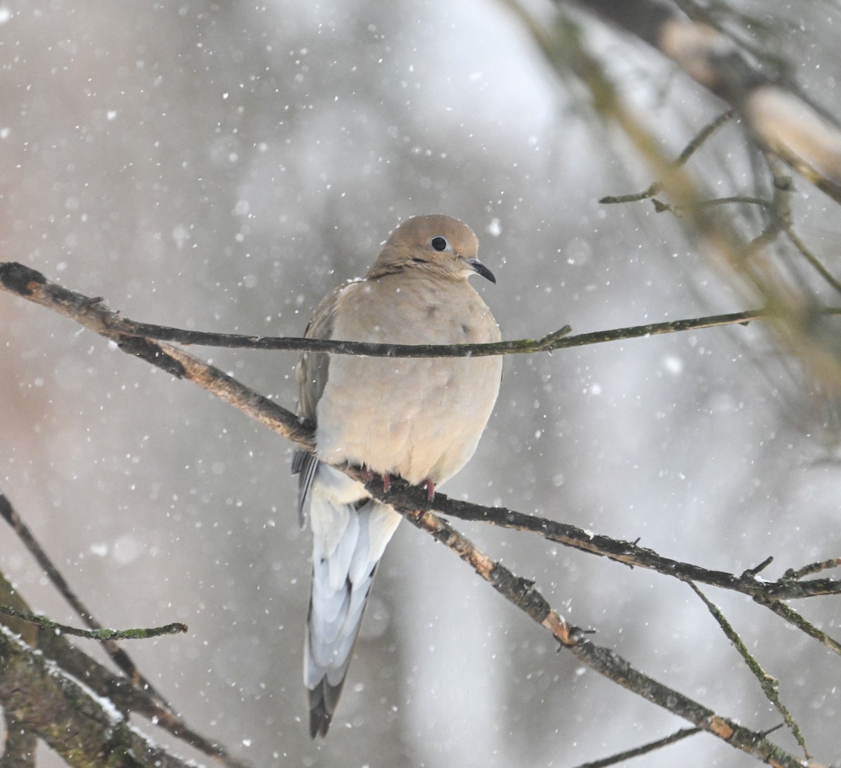 Mourning Dove - ML646861457