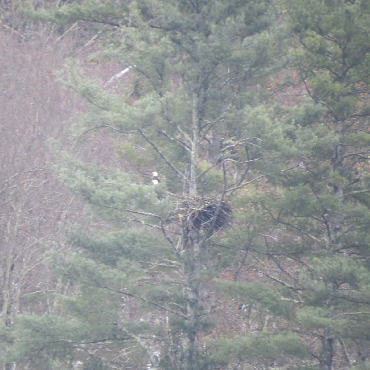 hvithodehavørn - ML646861464