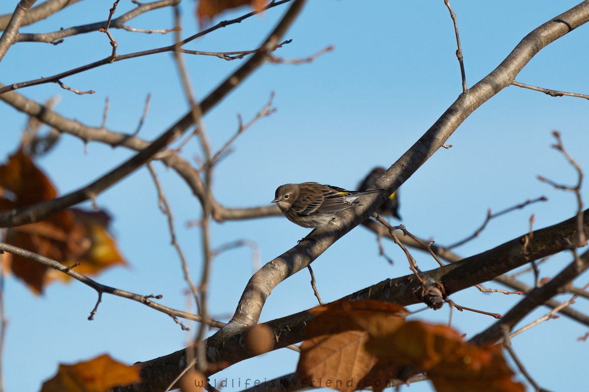 Taçlı Ötleğen - ML646861469