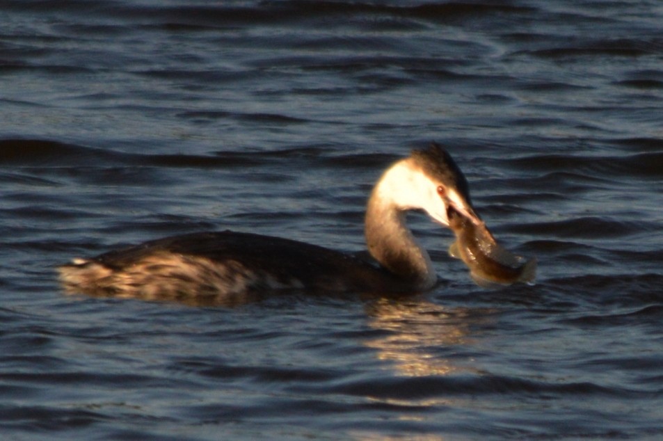 Svasso maggiore - ML646861471