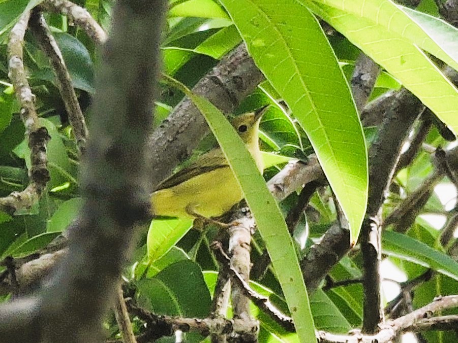 Northern/Mangrove Yellow Warbler - ML646861475